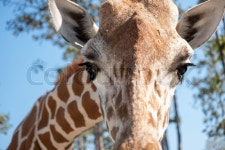 The giraffe looked at what was ahead ... | Stock image | Colourbox