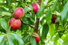 Ripe peaches | Stock image | Colourbox