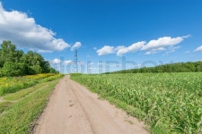 Road by the field at summer day time. | Stock image | Colourbox