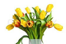 Tulips | Stock image | Colourbox
