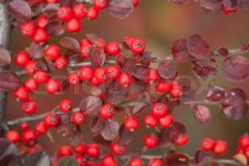 Bright red berries of bearberry ... | Stock image | Colourbox