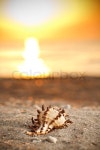Shell on sunset sea sand beach  | Stock image | Colourbox