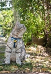 Lovely healthy cat with beautiful ... | Stock image | Colourbox