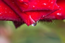 Water drops on a red rose macro | Stock image | Colourbox
