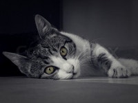 Watching you! | Stock image | Colourbox