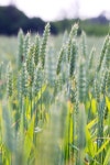 Wheat field | Stock image | Colourbox