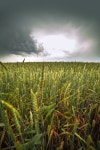 Wheat field | Stock image | Colourbox