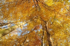 Autumn trees | Stock image | Colourbox