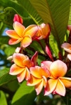 Beautifulorange flower | Stock image | Colourbox