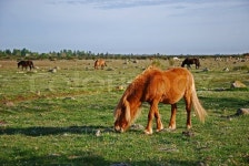 Grazing horses | Stock image | Colourbox