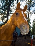 A Horse Portrait in the Evening Hour | Stock image | Colourbox