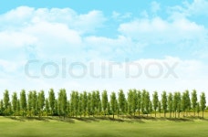 Field landscape with trees | Stock image | Colourbox