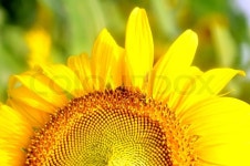 Bee and sunflower | Stock image | Colourbox