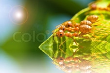 Red ant team work | Stock image | Colourbox