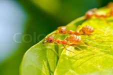 Red ant team work | Stock image | Colourbox