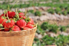 Strawberries in wooden basket | Stock image | Colourbox