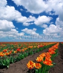 Meadow of tulips | Stock image | Colourbox