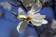 Blooming magnolia branch against the ... | Stock image | Colourbox