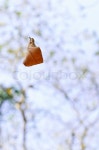 Autumn falling leaves | Stock image | Colourbox