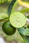 Fresh lime with green leaf.Lemon trees. | Stock image | Colourbox