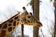 Giraffe | Stock image | Colourbox