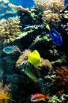 Tang on reef | Stock image | Colourbox