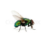 Green fly isolated on white  | Stock image | Colourbox