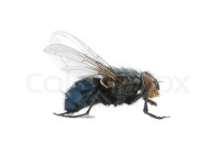 Macro offly | Stock image | Colourbox