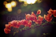 Bouganvillea | Stock image | Colourbox