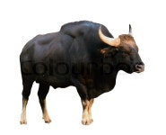 Gaur isolated on white background | Stock image | Colourbox