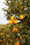 Valencia orange trees | Stock image | Colourbox