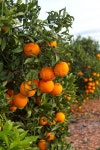 Valencia orange trees | Stock image | Colourbox