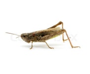 Grasshopper | Stock image | Colourbox
