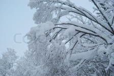 Snow branches | Stock image | Colourbox