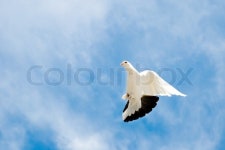 Dove in the sky | Stock image | Colourbox