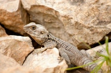 Close-up lizard on a rock | Stock image | Colourbox