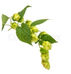 Hop isolated | Stock image | Colourbox