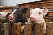 Two pigs in zoo garden | Stock image | Colourbox
