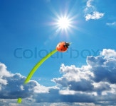 Ladybug and big sun | Stock image | Colourbox