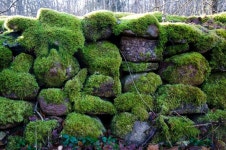 Mossy stonewall | Stock image | Colourbox