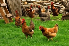 Chicken on the farm | Stock image | Colourbox