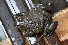 Frogs are primary predators and an ... | Stock image | Colourbox