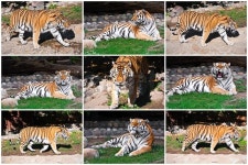 Wild and agressive Bengal tiger in zoo | Stock image | Colourbox
