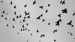 Large flocks of birds in cities | Stock image | Colourbox