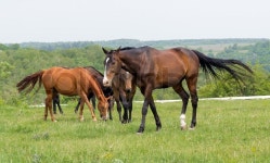 Horse outdoors background on pasture | Stock image | Colourbox