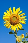 Beautiful close-up photo of big yellow ... | Stock image | Colourbox