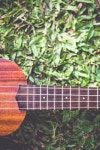 Ukulele | Stock image | Colourbox