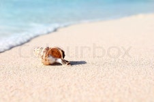 Sea shells with sand as background  | Stock image | Colourbox