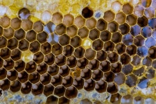 Fresh honey in comb | Stock image | Colourbox