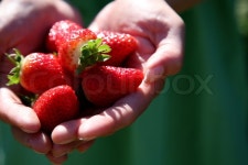 Hands holding strawberries | Stock image | Colourbox